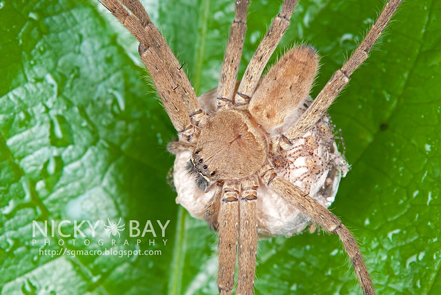 Huntsman Spider (Sparassidae) - DSC_4635