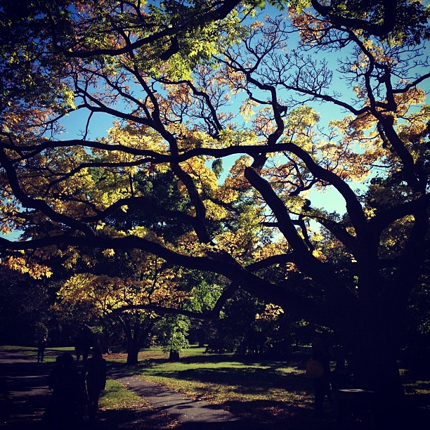 Autumn is a great time for a first visit to Arnold Arboretum  #latergram #fallfoliage