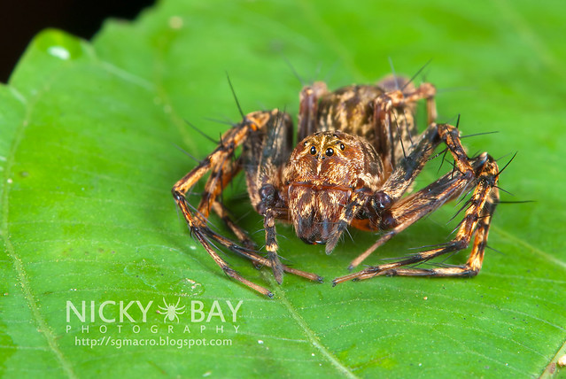 Lynx Spider (Oxyopidae) - DSC_4156