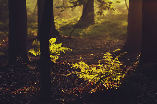 trees light green nature wet forest sunrise early weeds woods woodlands fresh rays ferns sunrays goldenhour moist firstsun 100mmf28macro