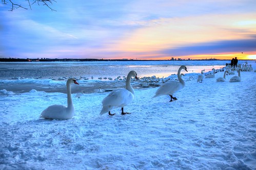 winter sunset sea snow swan tallinn estonia catherinekõrtsmik