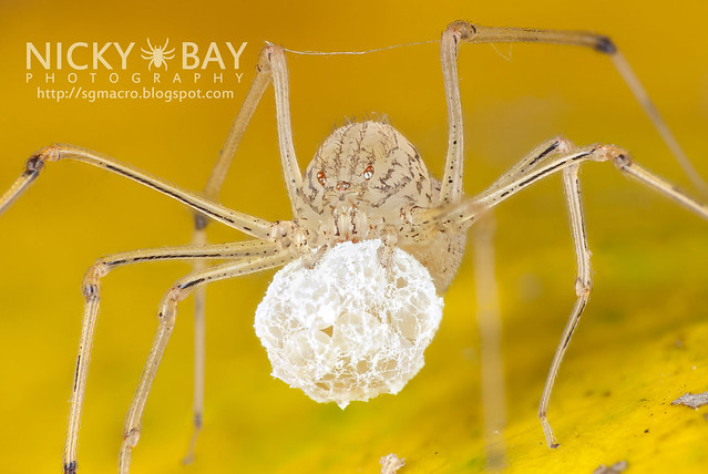 Spitting Spider (Scytodidae) - DSC_0113