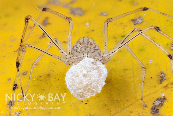 Spitting Spider (Scytodidae) - DSC_0135