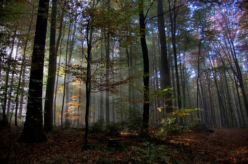 autumn trees sunlight mist mountain fall fog forest germany explore sunrays sunbeams 20f seidenbuch krehberg