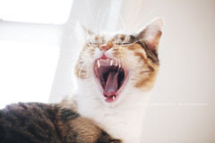 To yawn