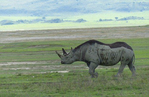 africa travel landscape tanzania wildlife safari ngorongorocrater