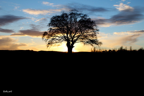 sunset sunlight tree bird scotland flickr unitedkingdom scottishborders roxburgh canon600d