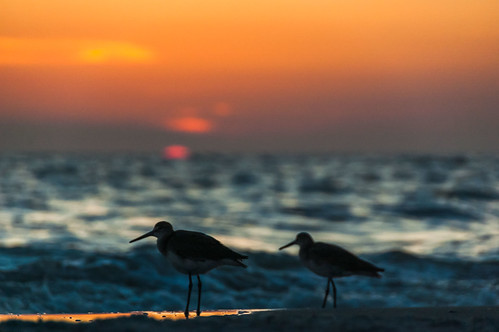 beach birds island dusk sanibel