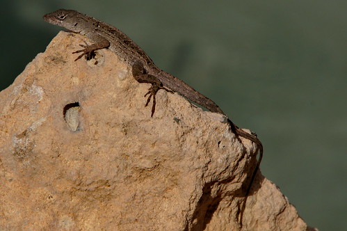 sun reptile sony cuba lizard varadero zon matanzas hagedis reptiel caraïben