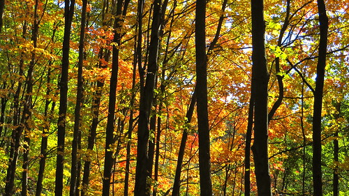 autumn leaves landscape fallcolor michigan 2012