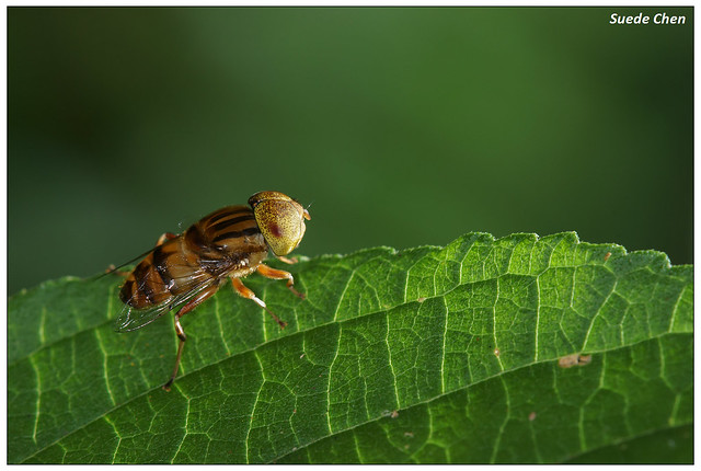 斑眼食蚜蠅 Genus Eristalinus