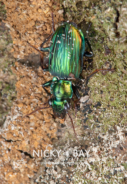 Ground Beetle (Carabidae) - DSC_6299
