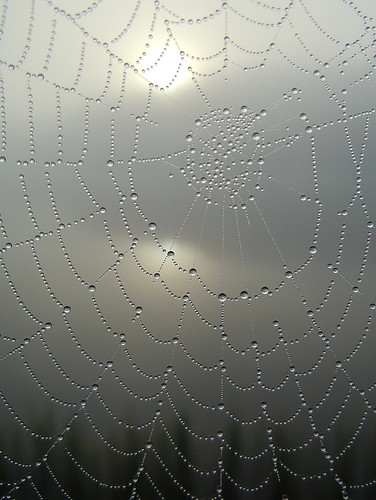 mist lake reflection sunrise sweden web spiderweb dew soluppgång dimma sjö lerum västergötland dagg spegling floda nät spindelnät sävelången