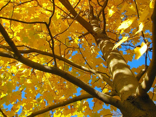 tree yellow newhampshire bluesky fallfoliage sugarmaple