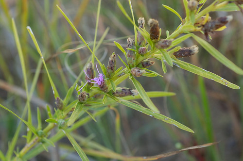 flower purple asteraceae liatris