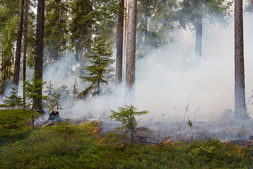 sweden boden skogsbrand norrbotten ekoparkstorklinten naturvårdsbränning