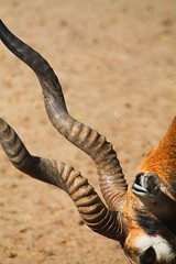 black buck deer horn