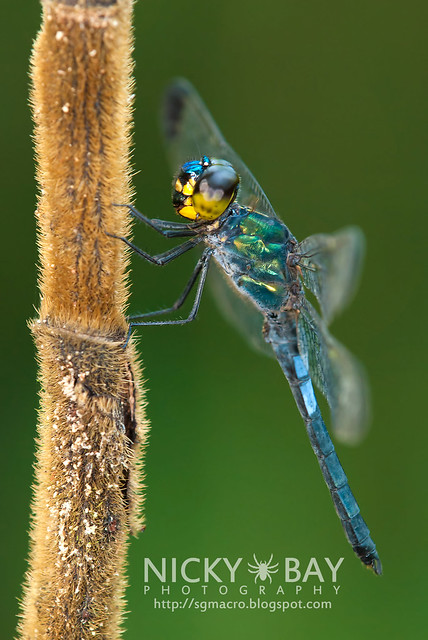Dragonfly (Anisoptera) - DSC_7989