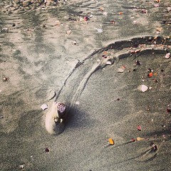 Snail road tracks #creatures #sand #sea #krabi #thailand