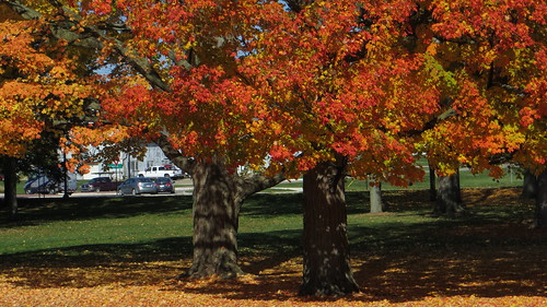 autumn leaves landscape fallcolor michigan concordia 2012
