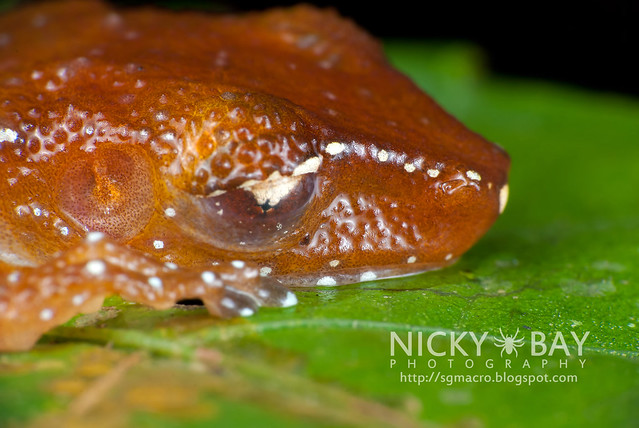 Spotted Tree Frog (Nyctixalus pictus) - DSC_0718