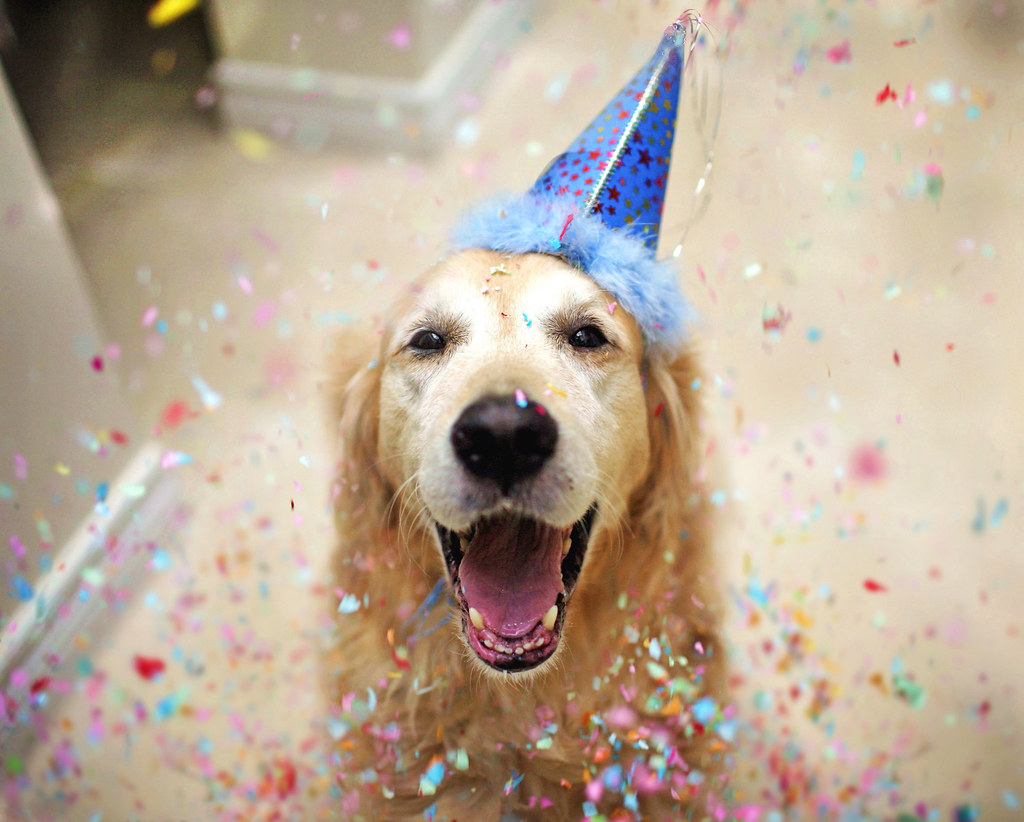 Party Animal 41/52 #Flickr12Days | Today October 11th is Cha… | Flickr