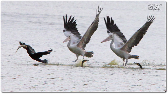Pelicans chasing Cormorant for a fish