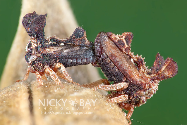 Treehoppers (Membracidae) - DSC_3081b