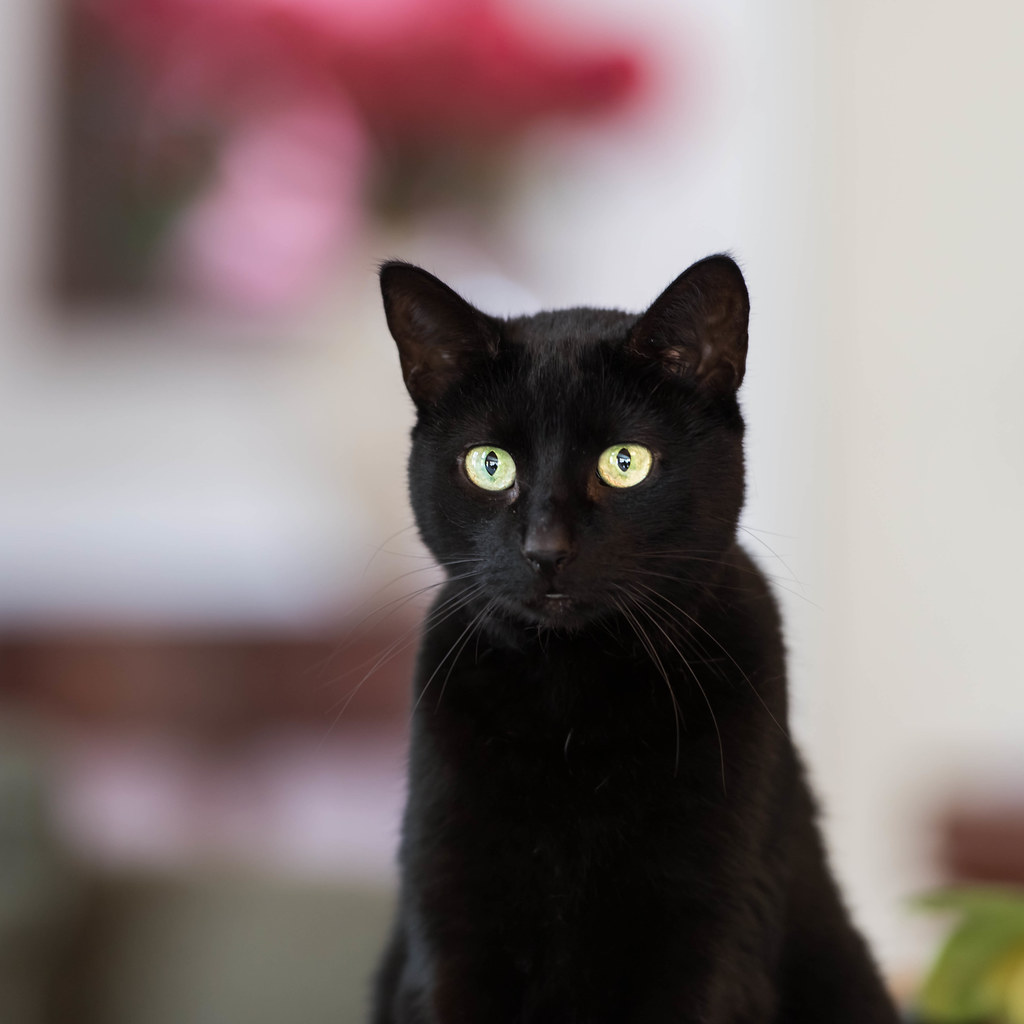 Black Cat (Daisy)