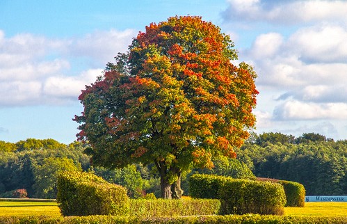 autumn tree nature herbst natur oaks baum eichen galopprennbahnhoppegarten racecoursegalopphoppegarten