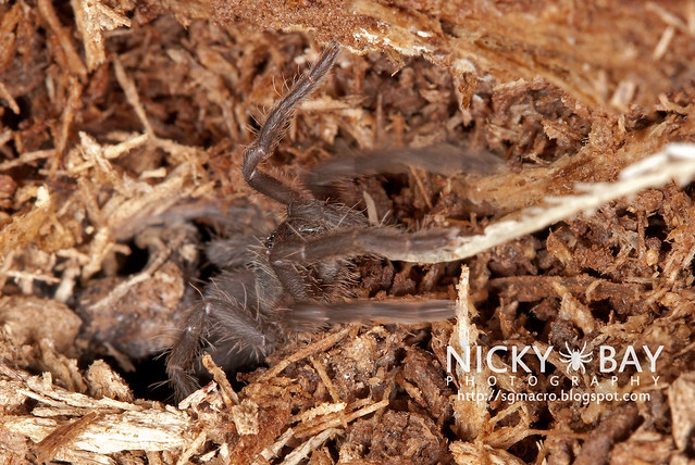 Tarantula (Phlogiellus sp.) - DSC_9737