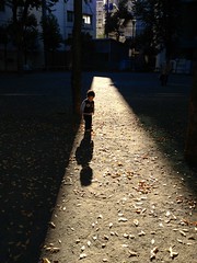 朝の光を浴びるとらちゃん (2012/11/2)