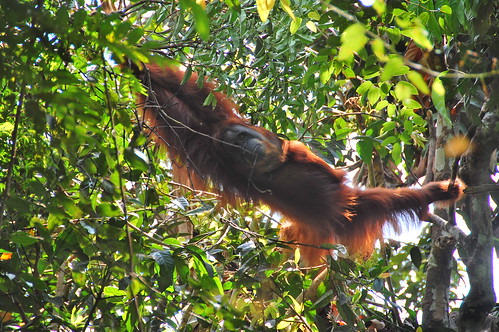 orangutan Sumatra