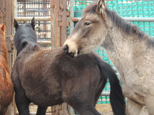 horse nevada diamond nv land blm “wild management” horses” burro” “bureau
