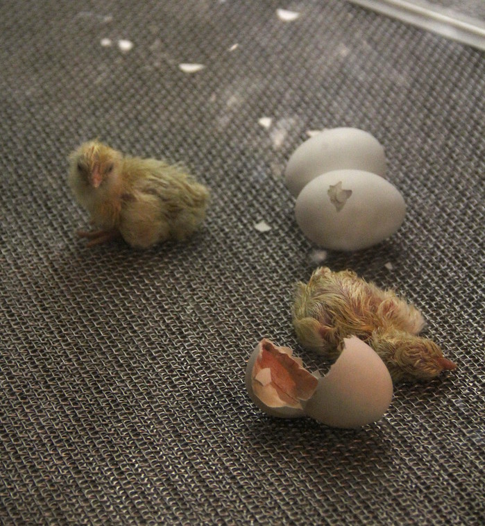 chick_hatching