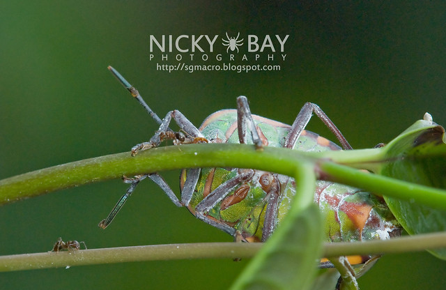 Stink Bug? (Pentatomidae) - DSC_8307