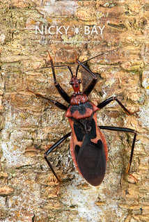 Assassin Bug (Reduviidae) - DSC_7574