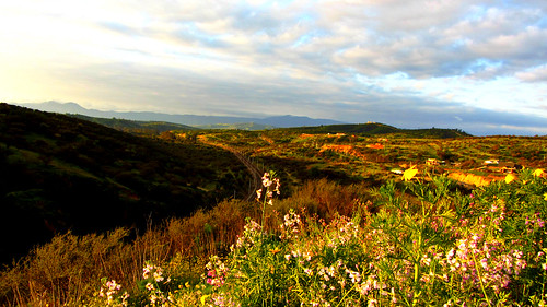 chile flowers sky field flora metro country railway paisaje campo valparaíso vegetación peñablanca merval víaférrea