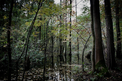 autumn trees nature water forest wasser herbst natur wald bäume reflexionen