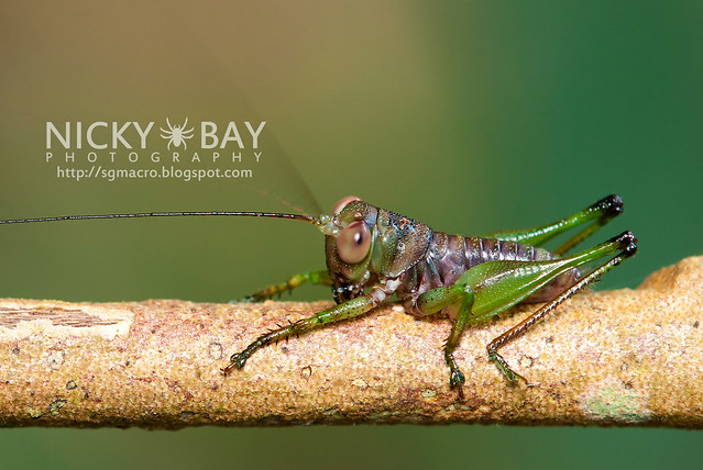 Cricket (Gryllidae) - DSC_9549