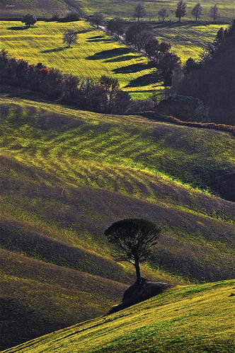 tree shadows ombre hills tuscany toscana albero colline ghostbuster gigi49 ☼gigilivornosfriends☼
