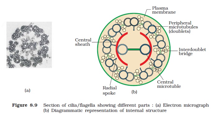 Ncert Class Xi Biology Chapter 8 The Unit Of Life