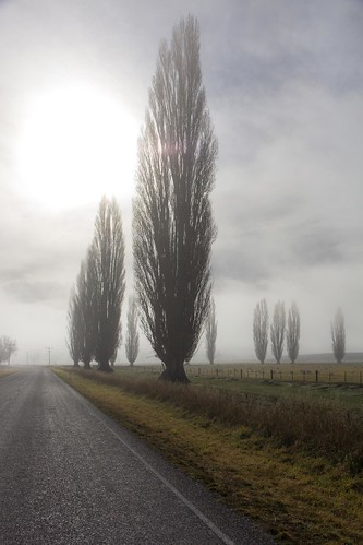 trees newzealand mist fog clouds sunrise foggy southisland otago poplartree mistytarrasotagonewzealand