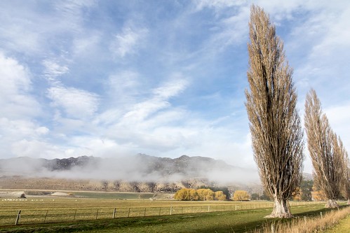 trees newzealand mist fog clouds sunrise foggy southisland otago poplartree mistytarrasotagonewzealand