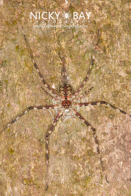 Two-tailed Spider (Hersilidae) - DSC_7496