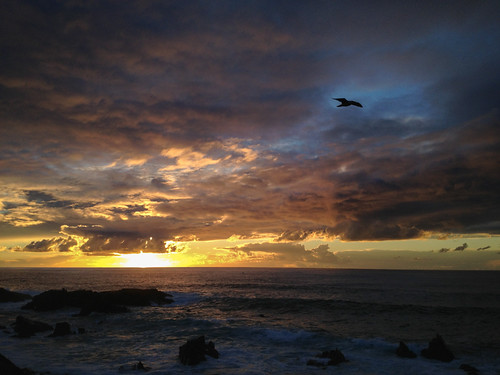 mar seagull sines costadonorte sunsetslongexposures