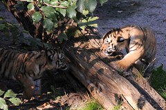 panthera tigris altaica