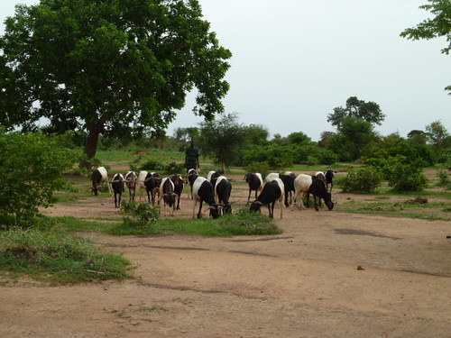 africa village cows sheep farming westafrica agriculture climatechange adaptation burkinafaso cgiar foodsecurity ccafs amkn cgiarclimate