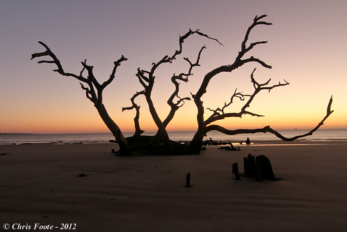 beach silhouette sunrise georgia driftwood jekyllisland