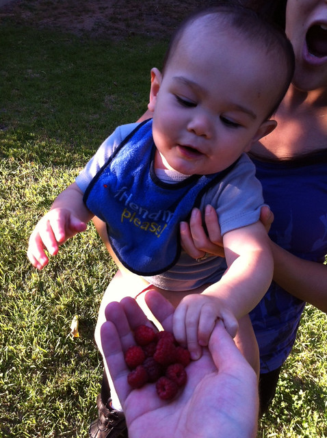 Eating raspberries